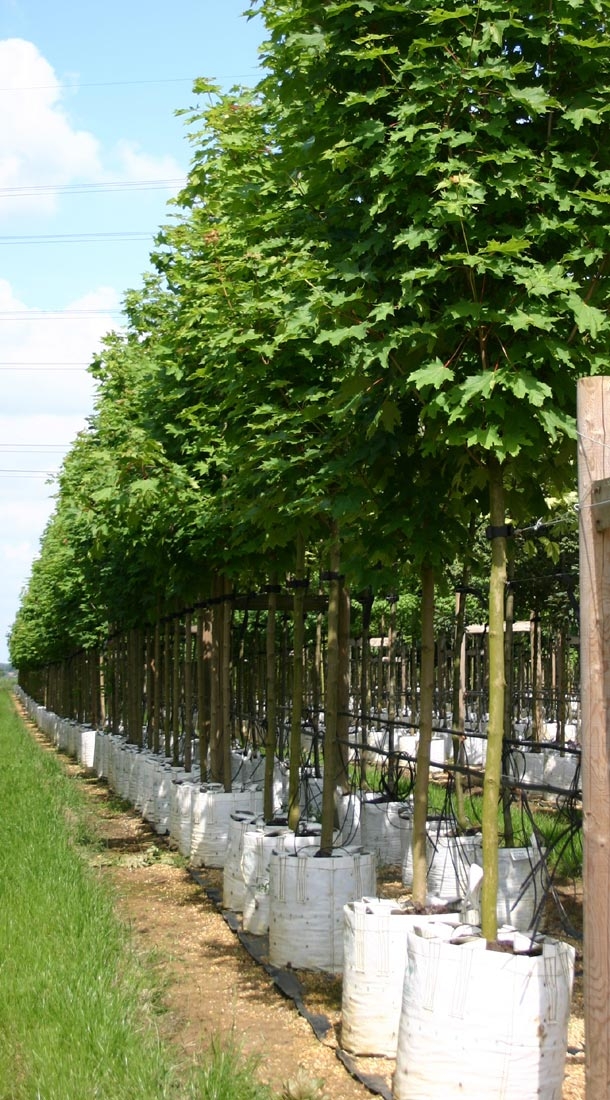 Medium Emerald Queen Norway Maple from this batAcer platanoides Emerald Queen