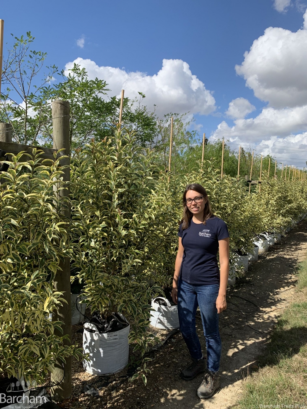Ligustrum lucidum Variegata Bush