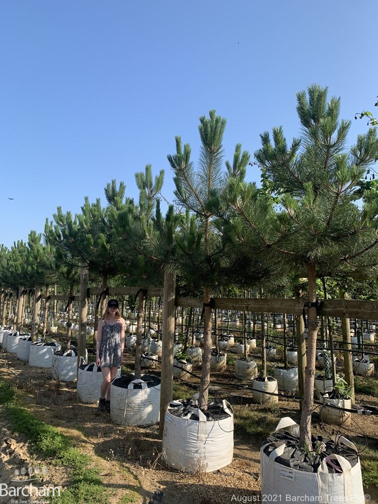 Pinus nigra Austriaca clear stem