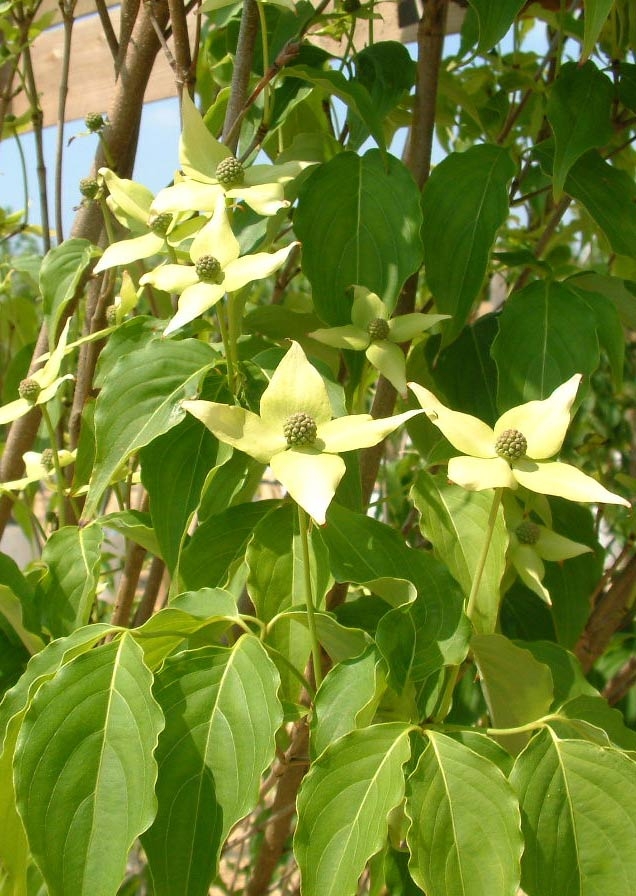 creamy flowers of Cornus Kousa Chinensis