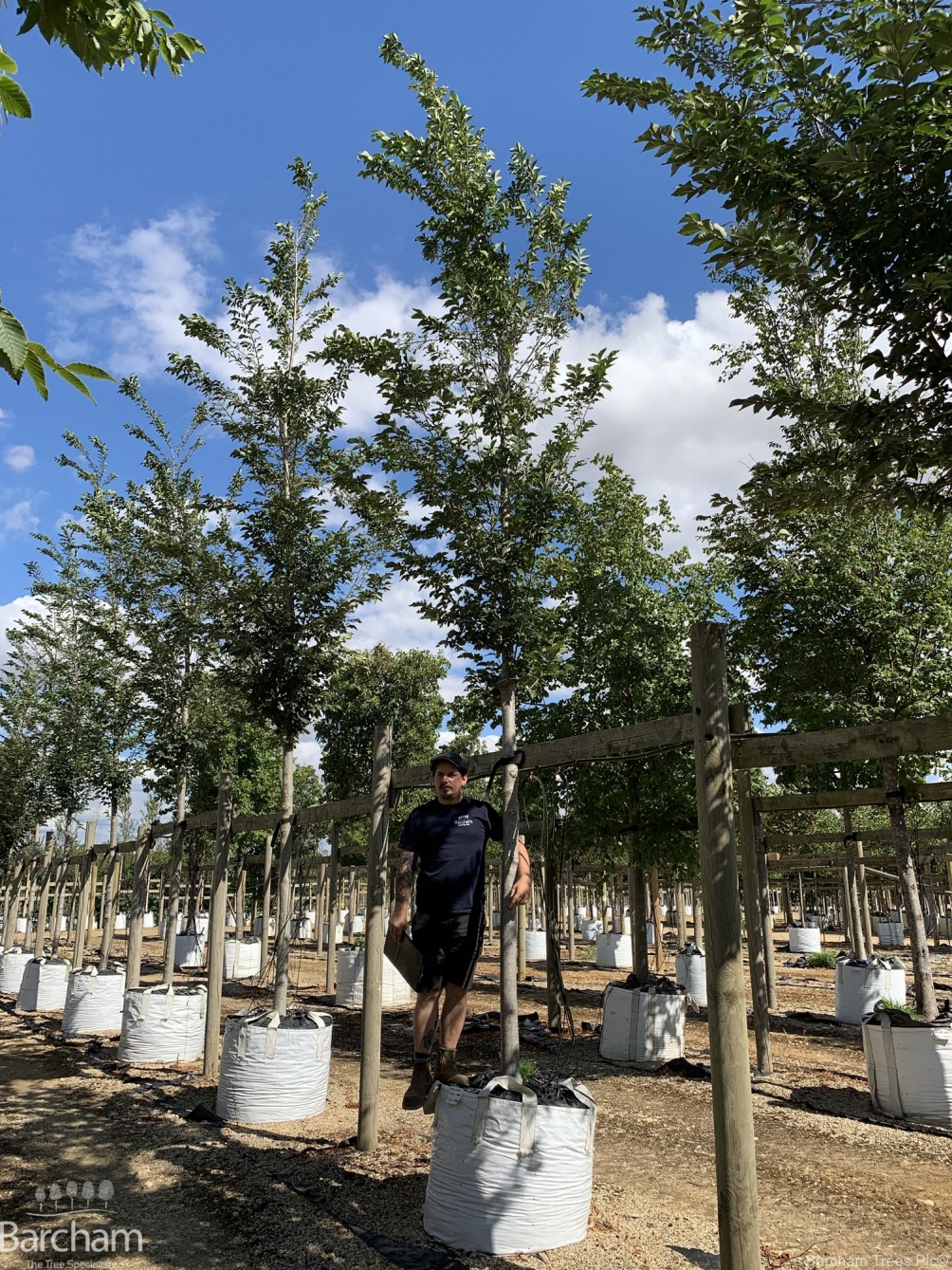 Ulmus lobel