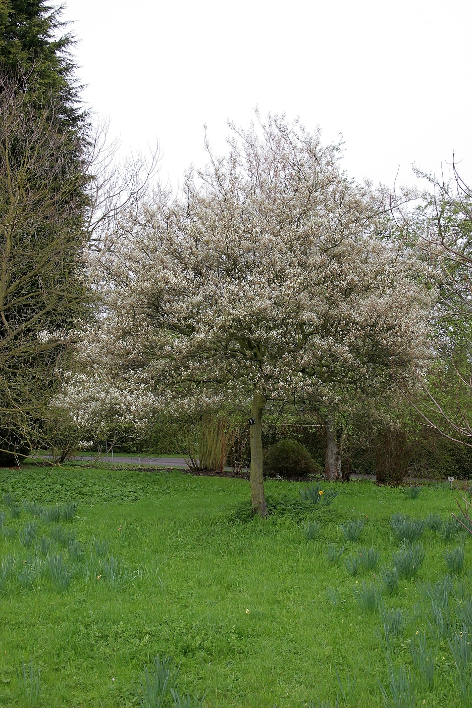 The sunning sprng display of white flowers of Amelanchier lamarckii