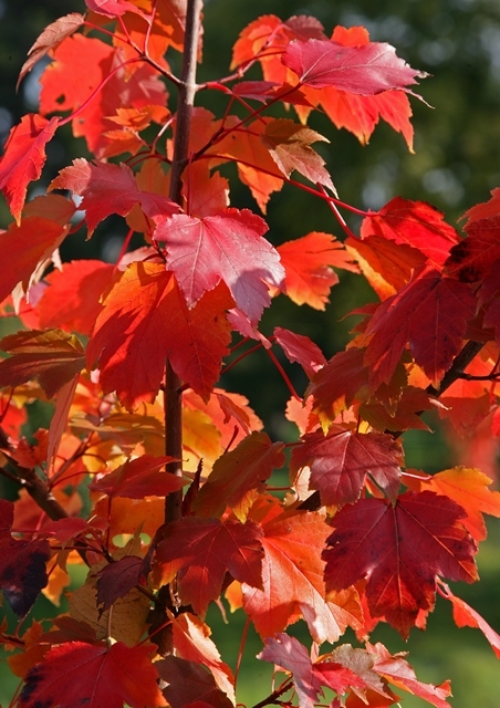 The stunning autumn foliage of Acer rubrum October Glory