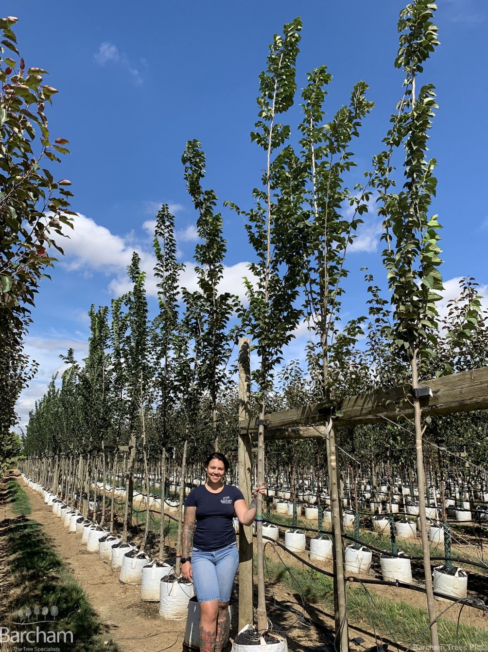 Ulmus lobel