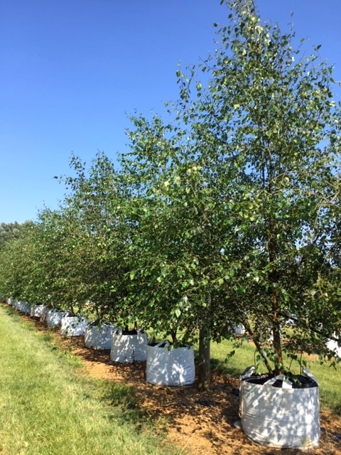 Betula pubescens at barcham trees