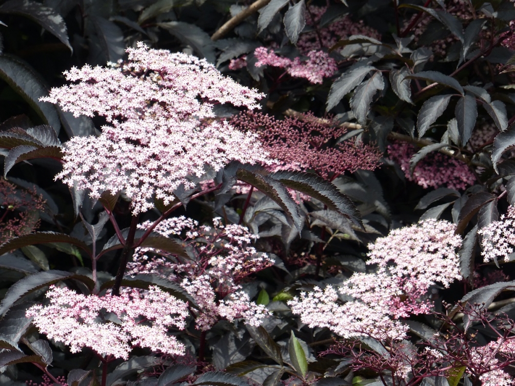 the beautiful white/pink flowers of Sambucus nigra Black Lace