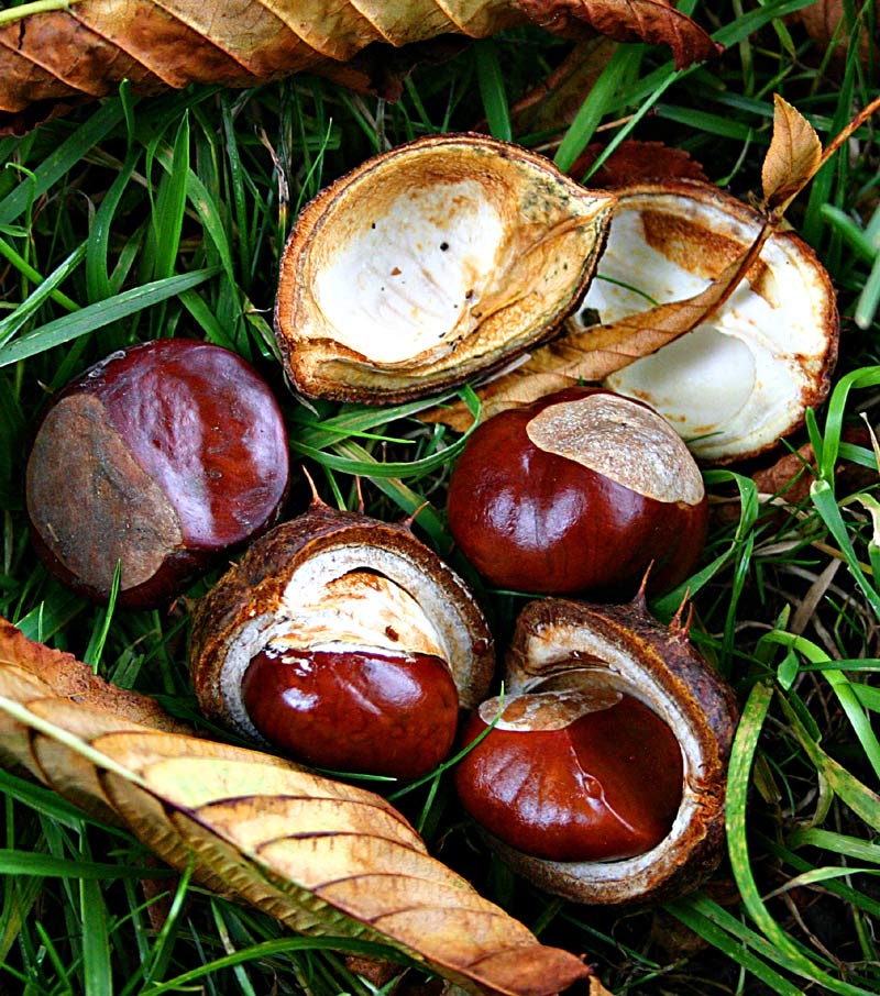 The conker from Horse Chestnut