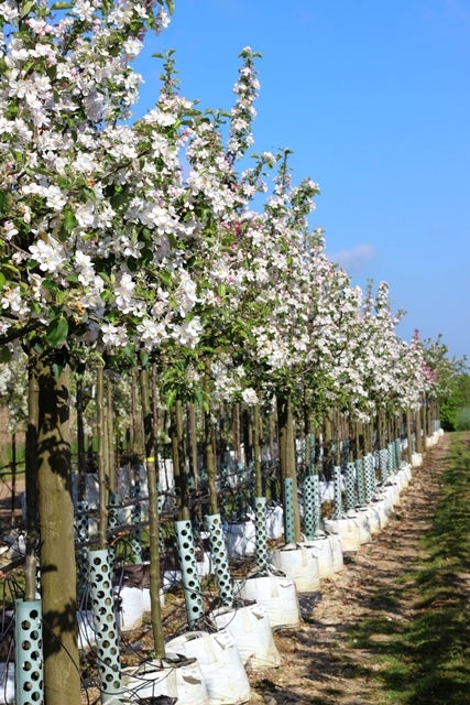 A row of Malus Jonagold in flower at barcham trees nursery