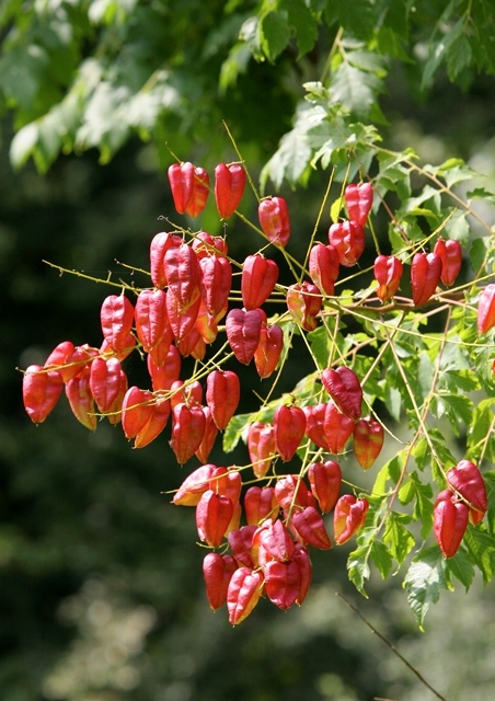 The lantern shaped fruit of  Koelreuteria paniculata