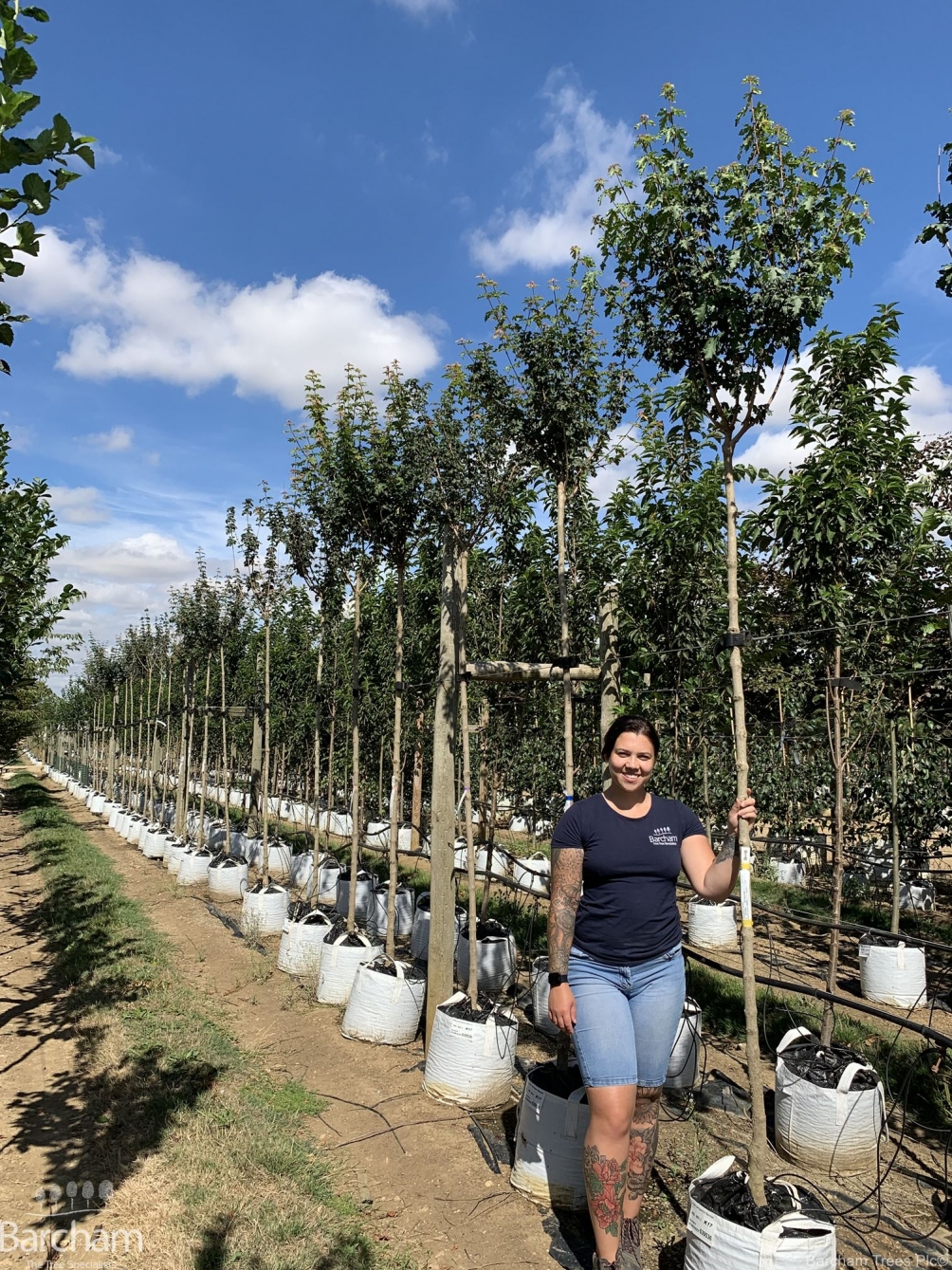 Acer campestre Nanum