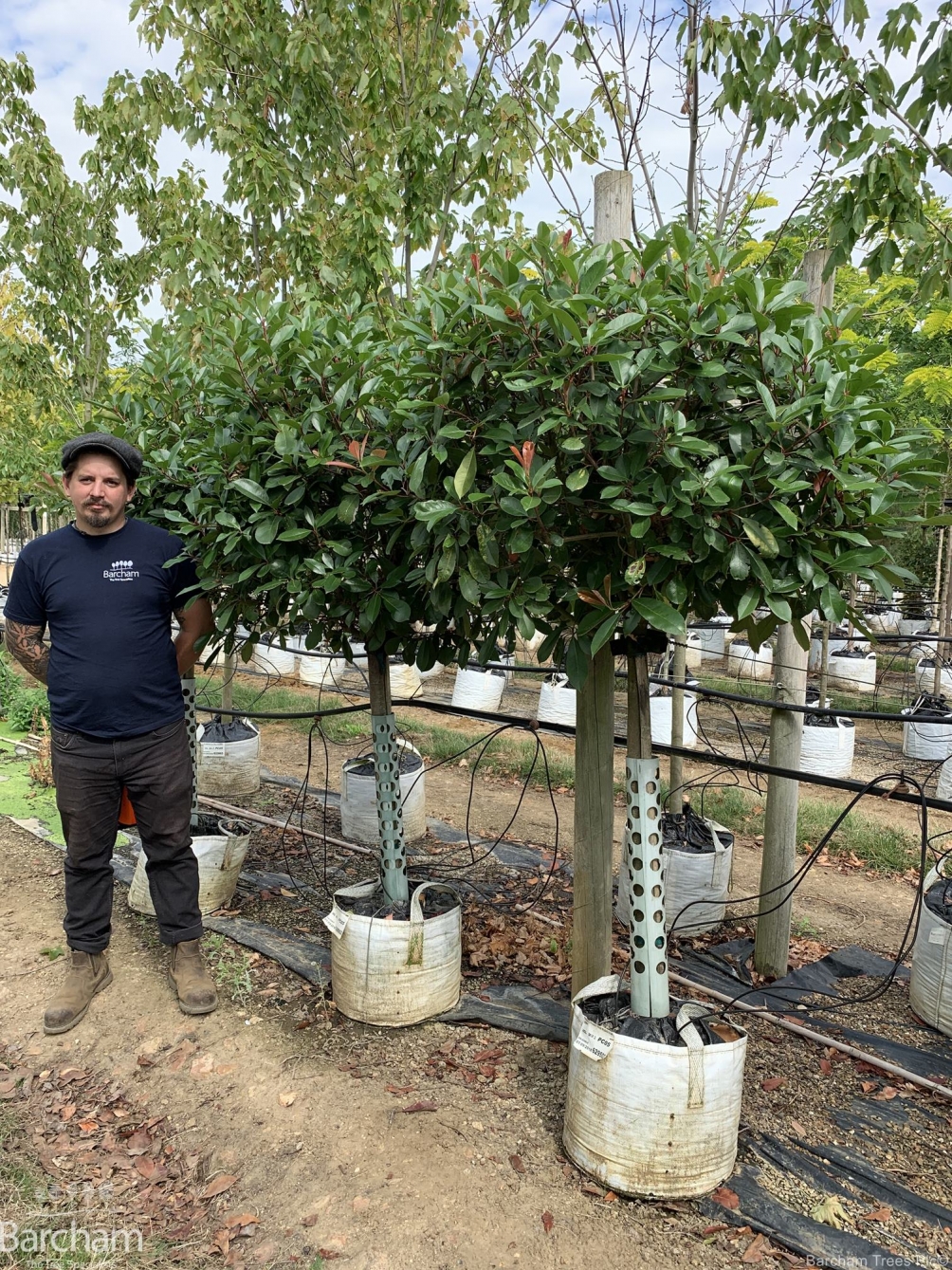 Photinia x Fraseri Red Robin Half Standard