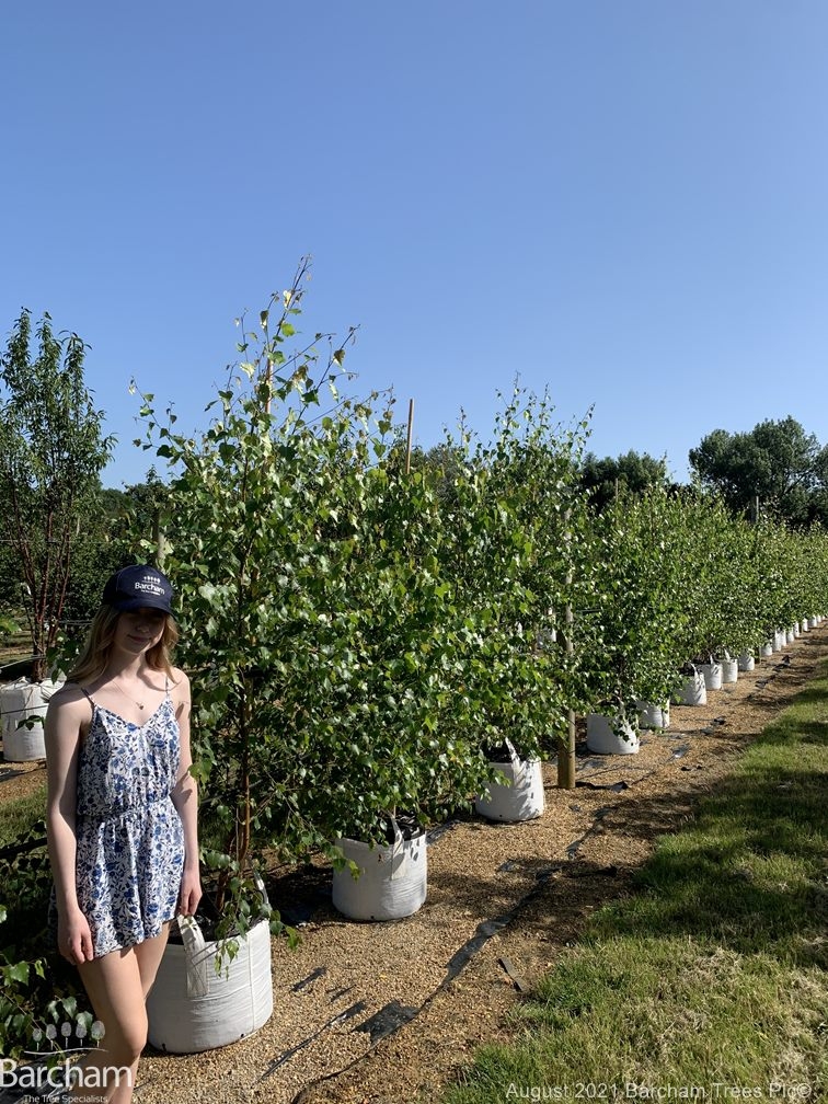 Betula pendula multi-stem