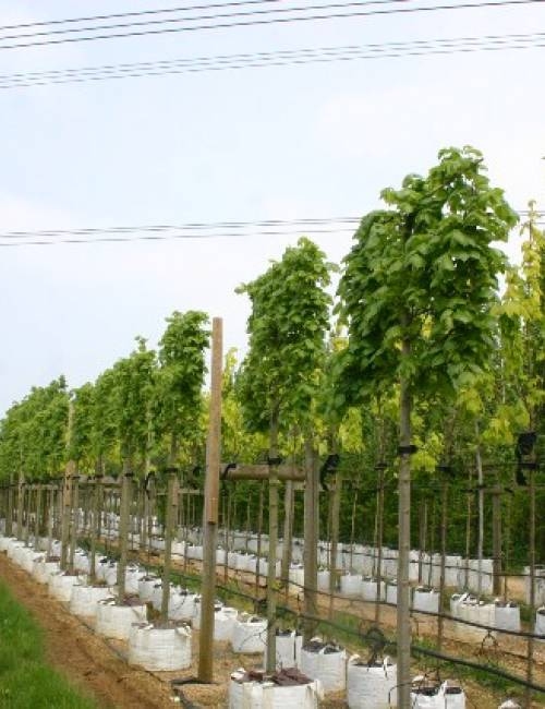 Tilia x euchlora Pleached on the Barcham Trees nursery