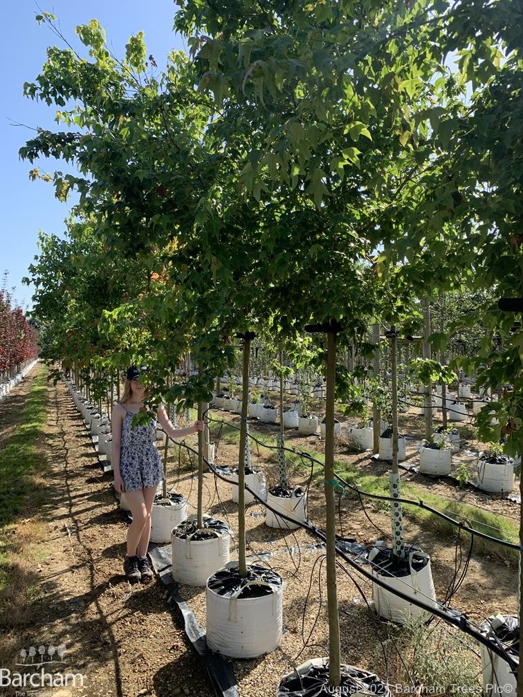 Acer buergerianum