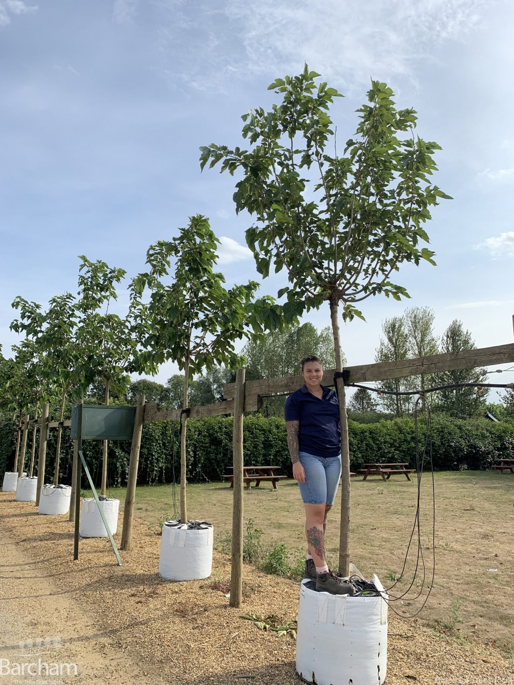 Morus alba Platanifolia