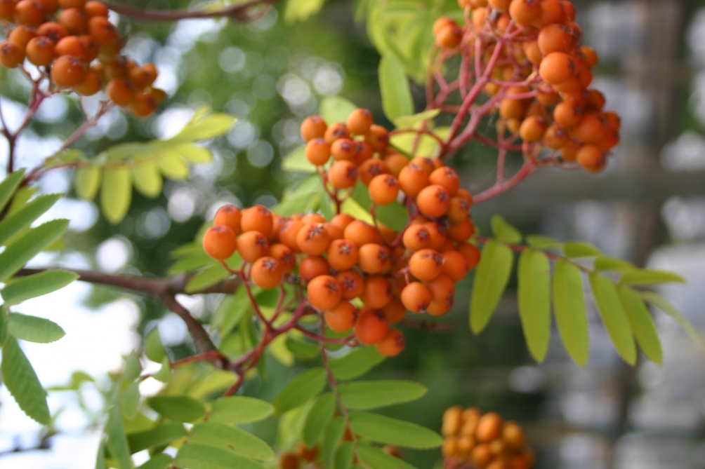 Sorbus aucuparia Edulis berries