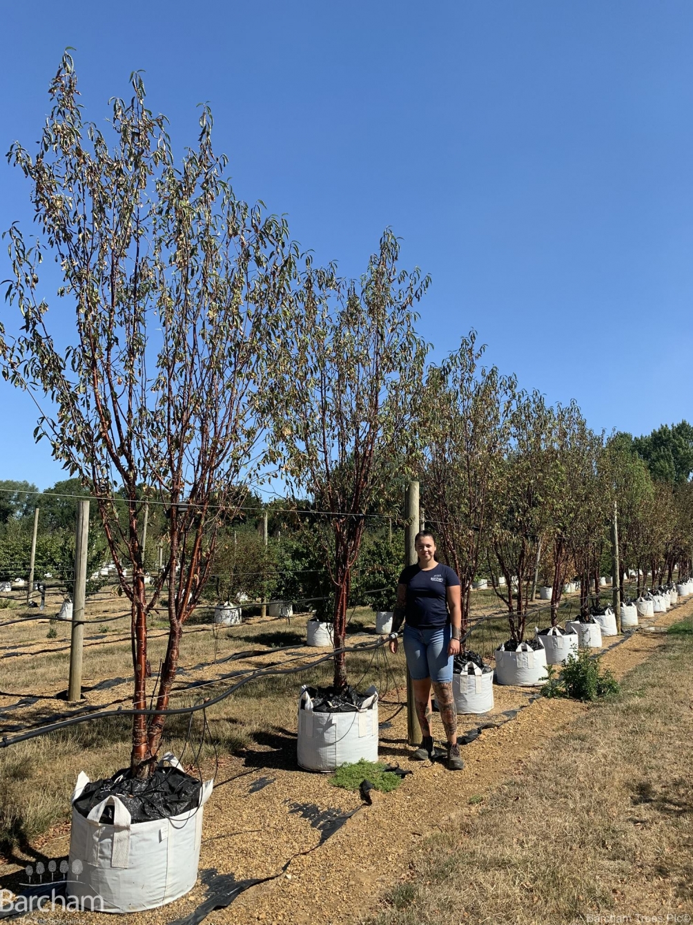 Prunus serrula Tibetica multi-stem