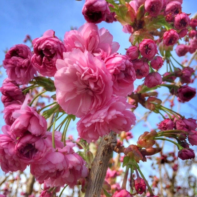 The pink flowers of Prunus Cheals Weeping