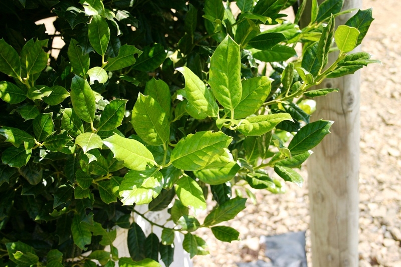 foliage of Ilex aquifolium Nellie Stevens