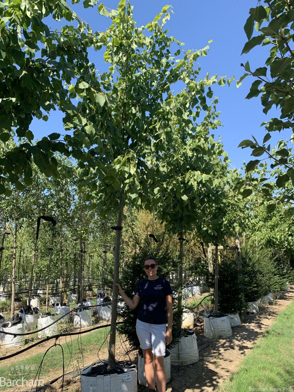 Tilia x europaea Pallida
