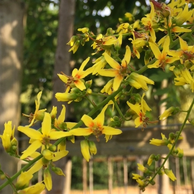 The small yellow flowers of  Koelreuteria paniculata