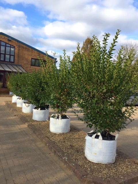 Ligustrum ovalifolium