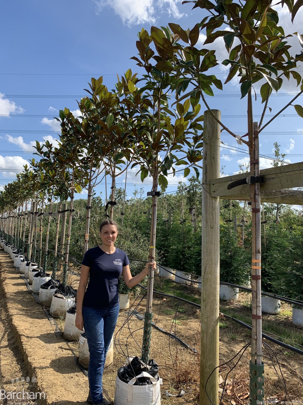 Magnolia grandiflora Gallissonniere