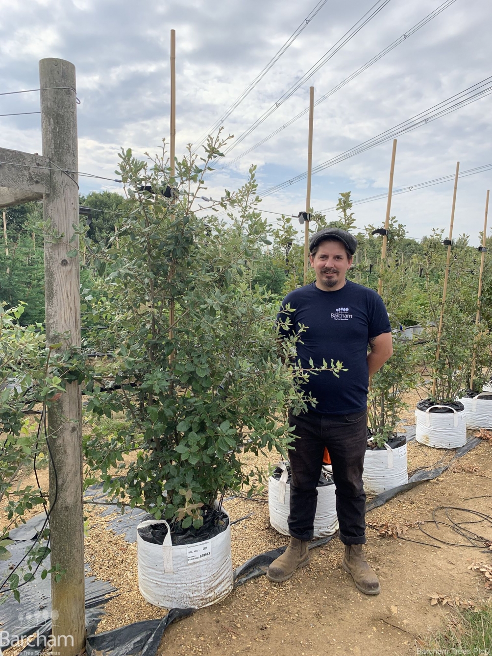 Quercus Ilex multi-stem