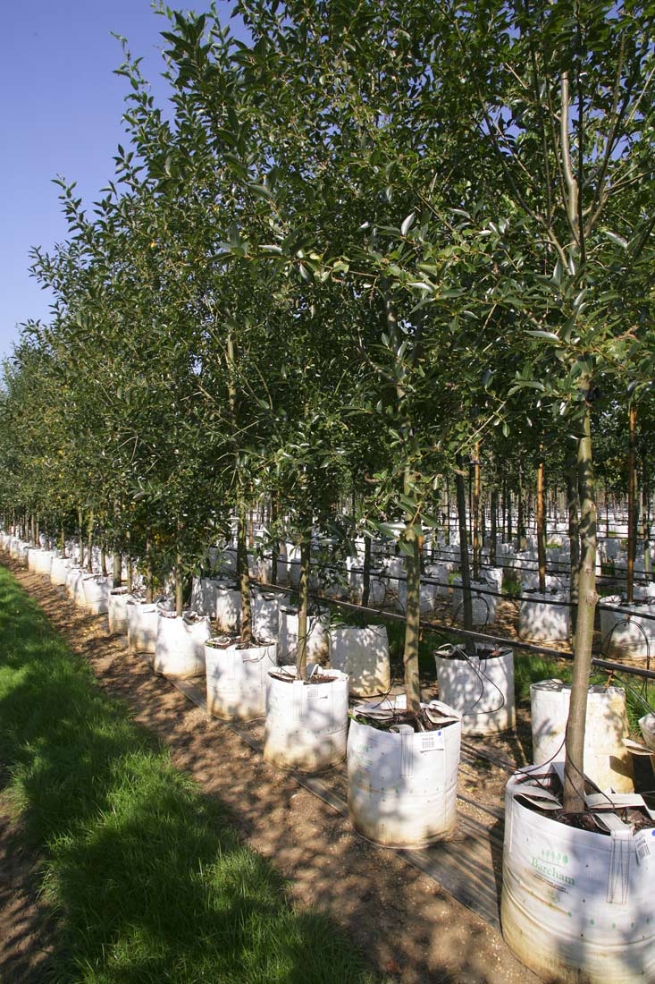 Salix pentandra on a row at Barcham Trees nursery