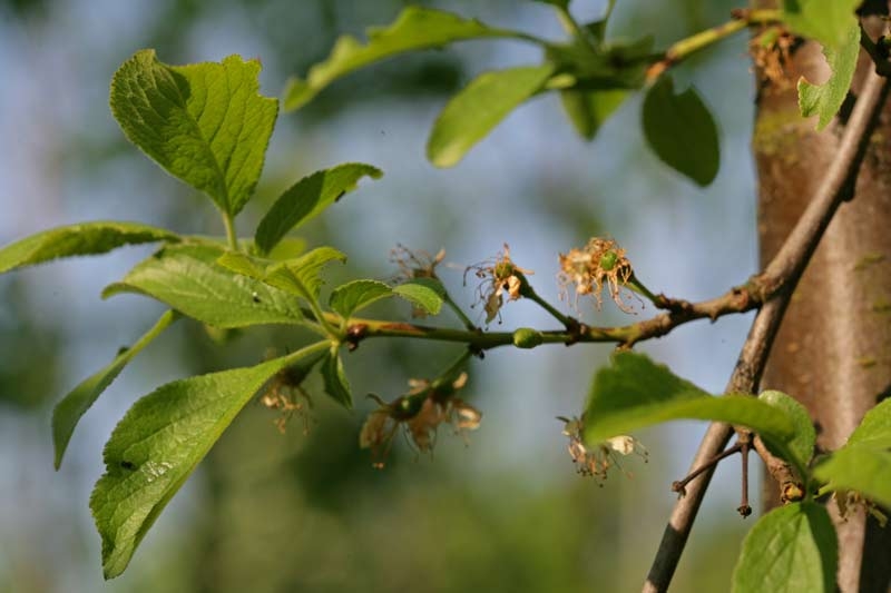 New growth of Pruns domestica Hauszwetsche