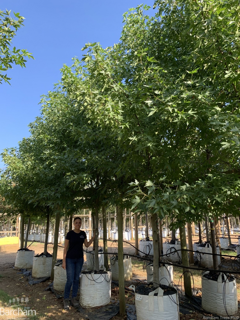 Liquidambar styraciflua Worplesdon
