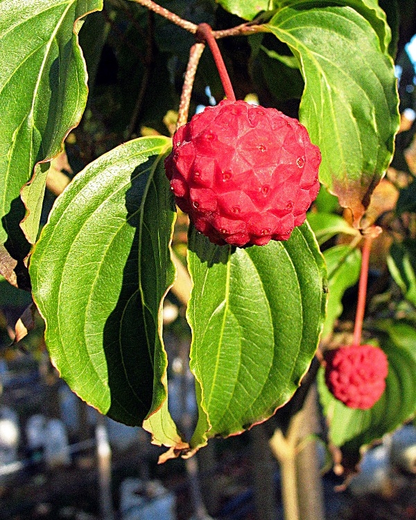 fruit of Cornus Kousa Chinensis