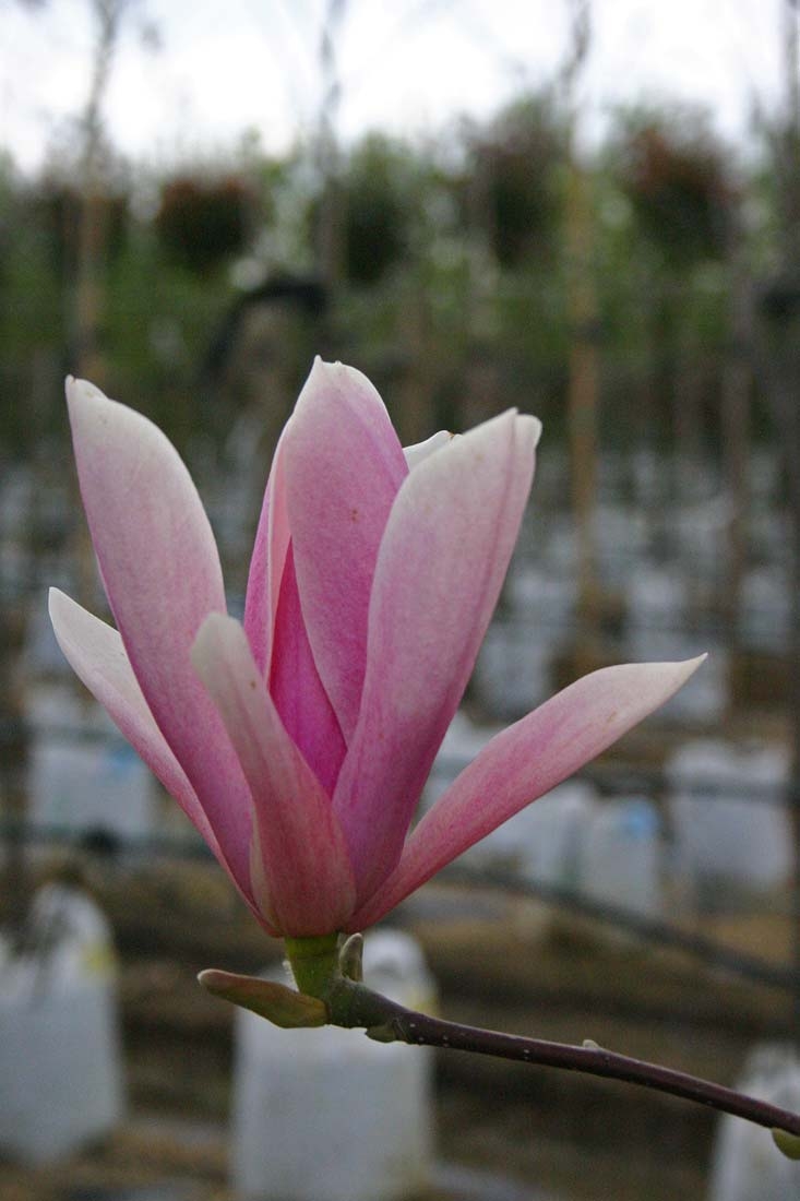 the pink flower of Magnolia Heaven Scent