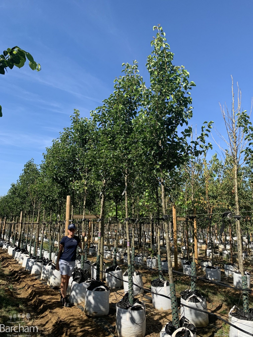 Pyrus calleryana Chanticleer