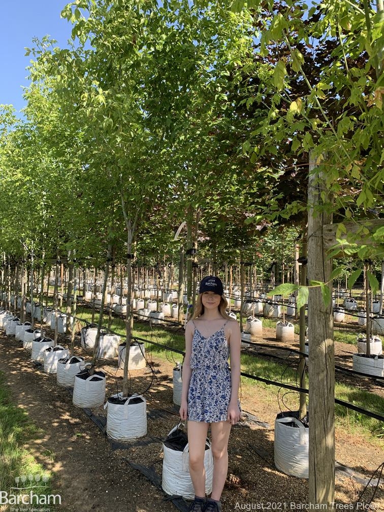 Acer negundo