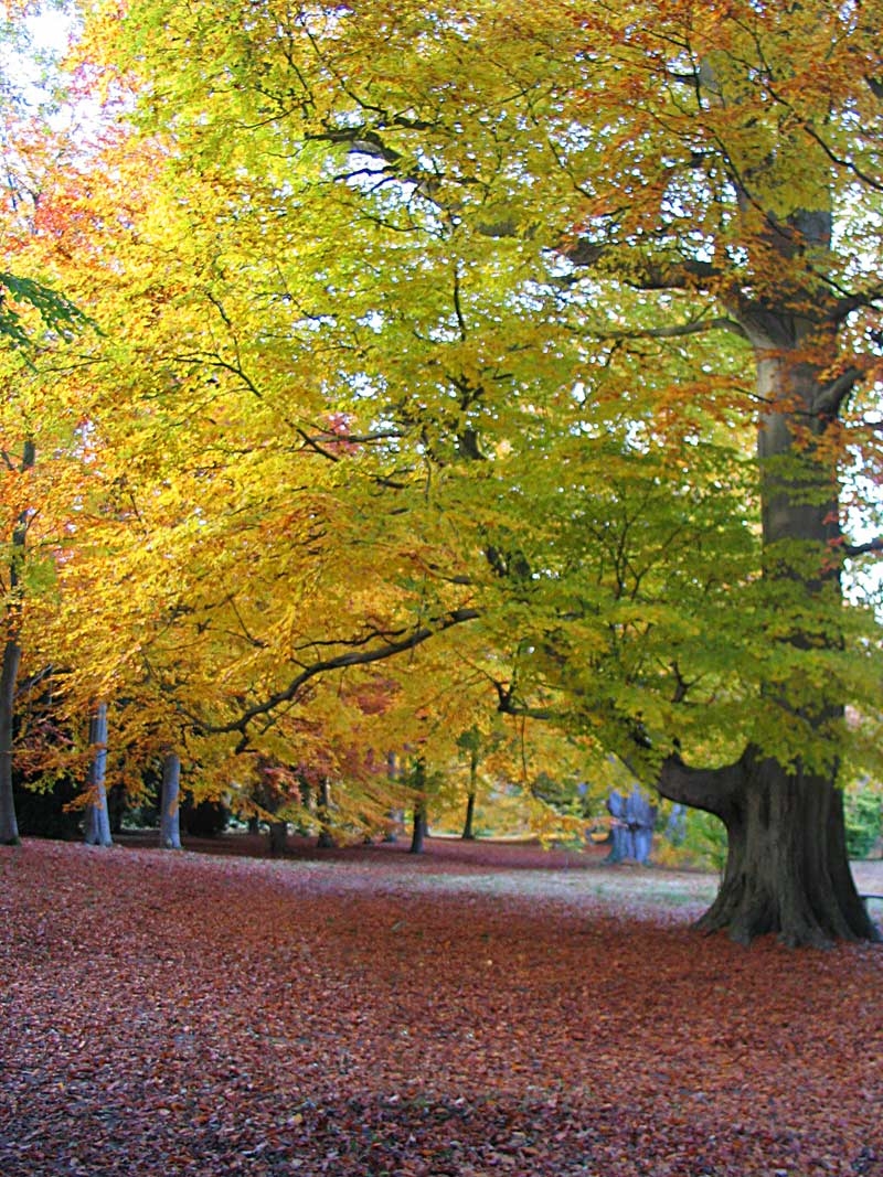 Autumn colour of Fagus sylvatica