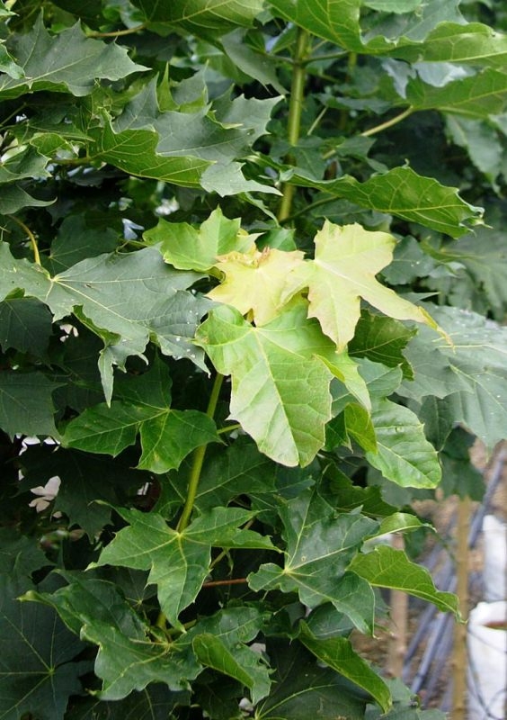 the leaves of Acer platanoides Columnare