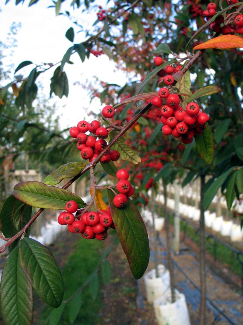 The red berries of Cotoneaster Cornubia