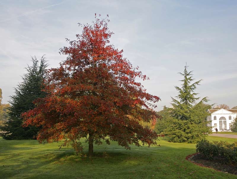 Mature specimen of Quercus coccinea in autumn