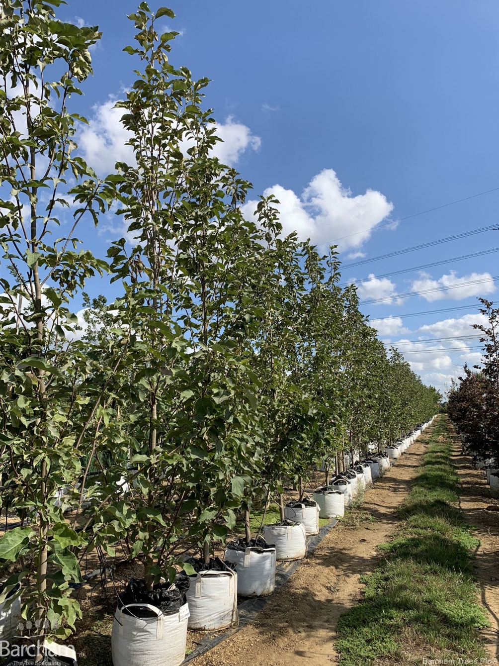 Magnolia Heaven Scent
