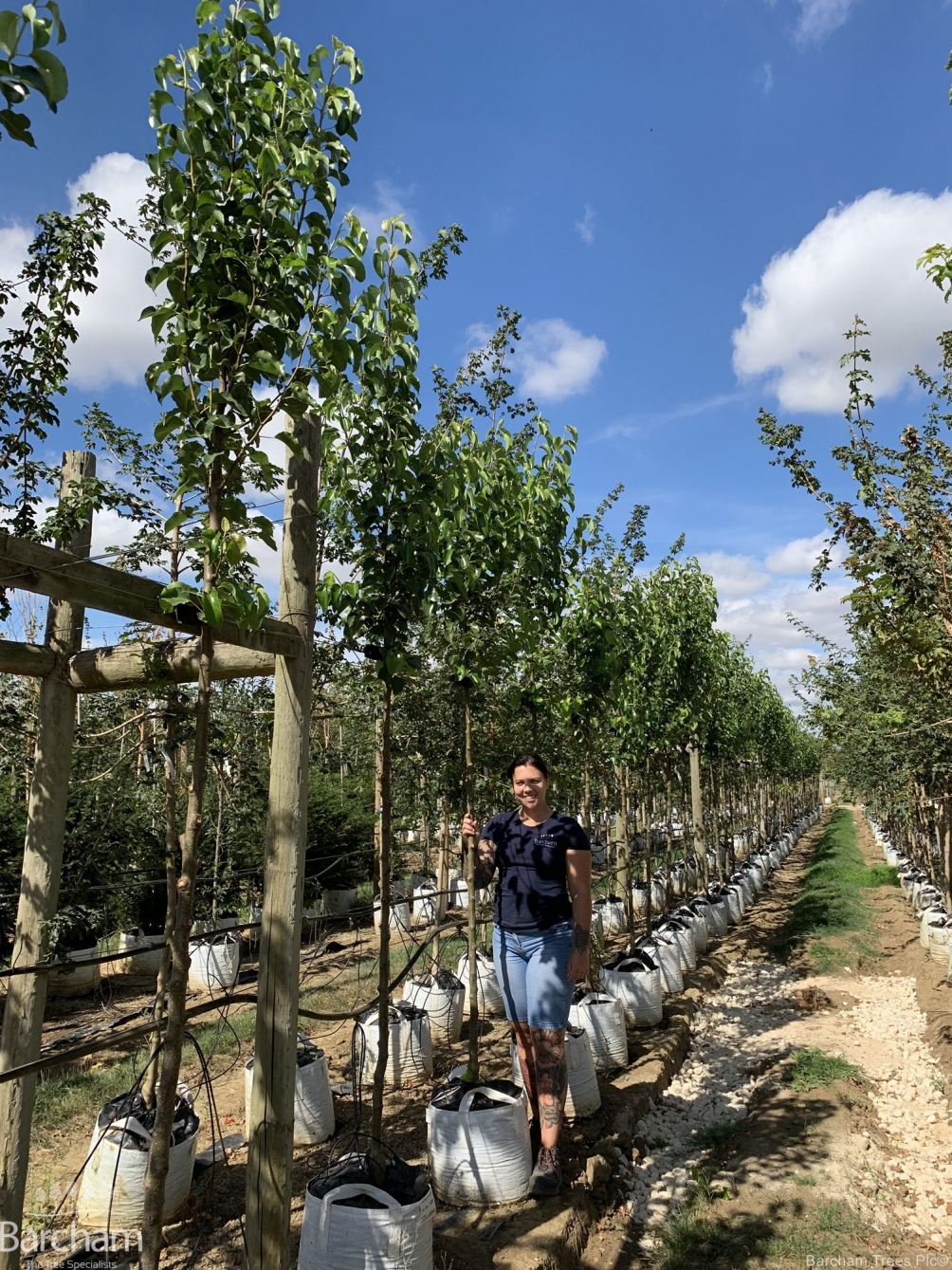 Pyrus calleryana Chanticleer