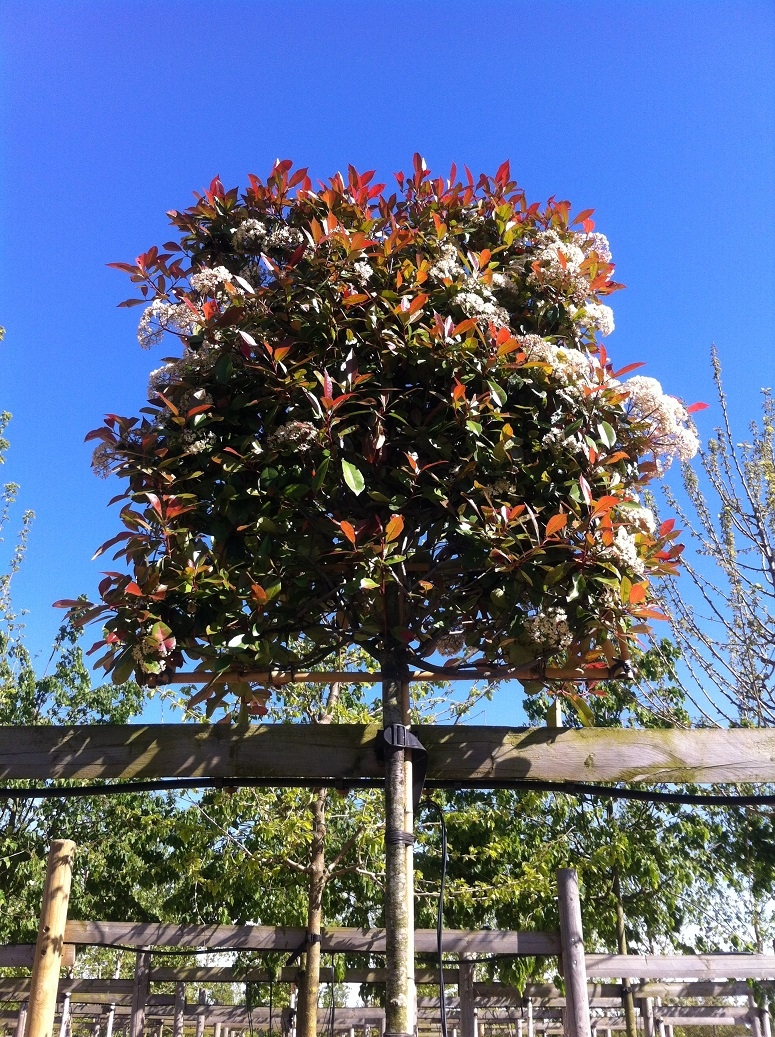 the crown of Photinia fraseri Red Robin Pleached