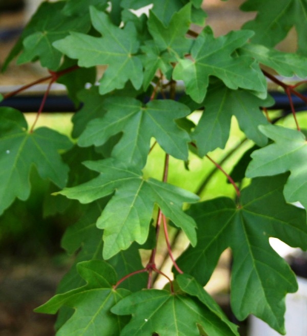 Foliage of Acer campestre multi-stem