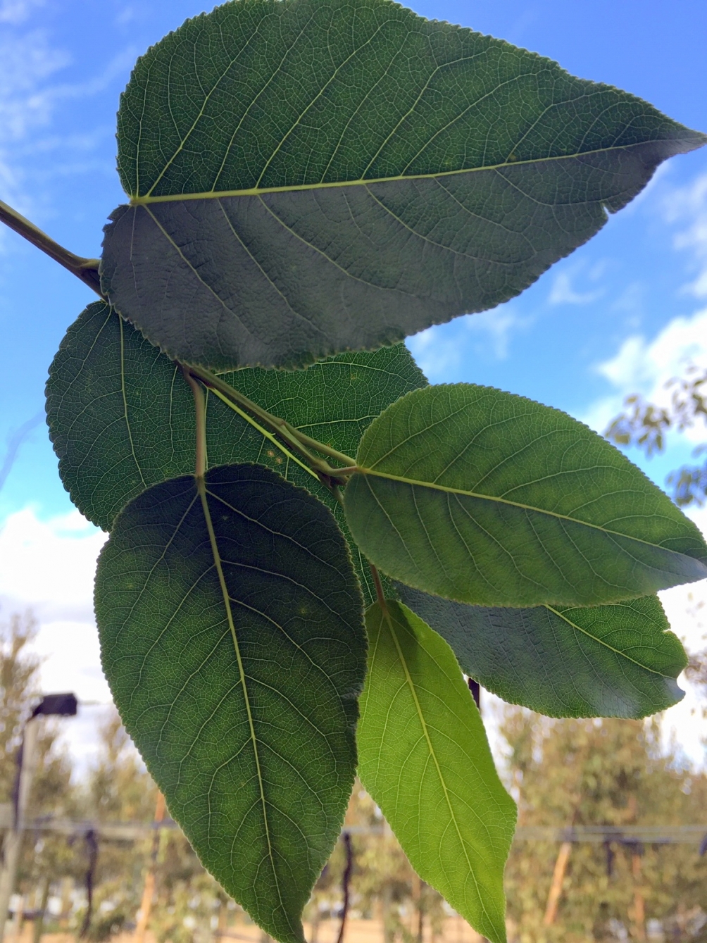 the leaves of Populus balsamifera