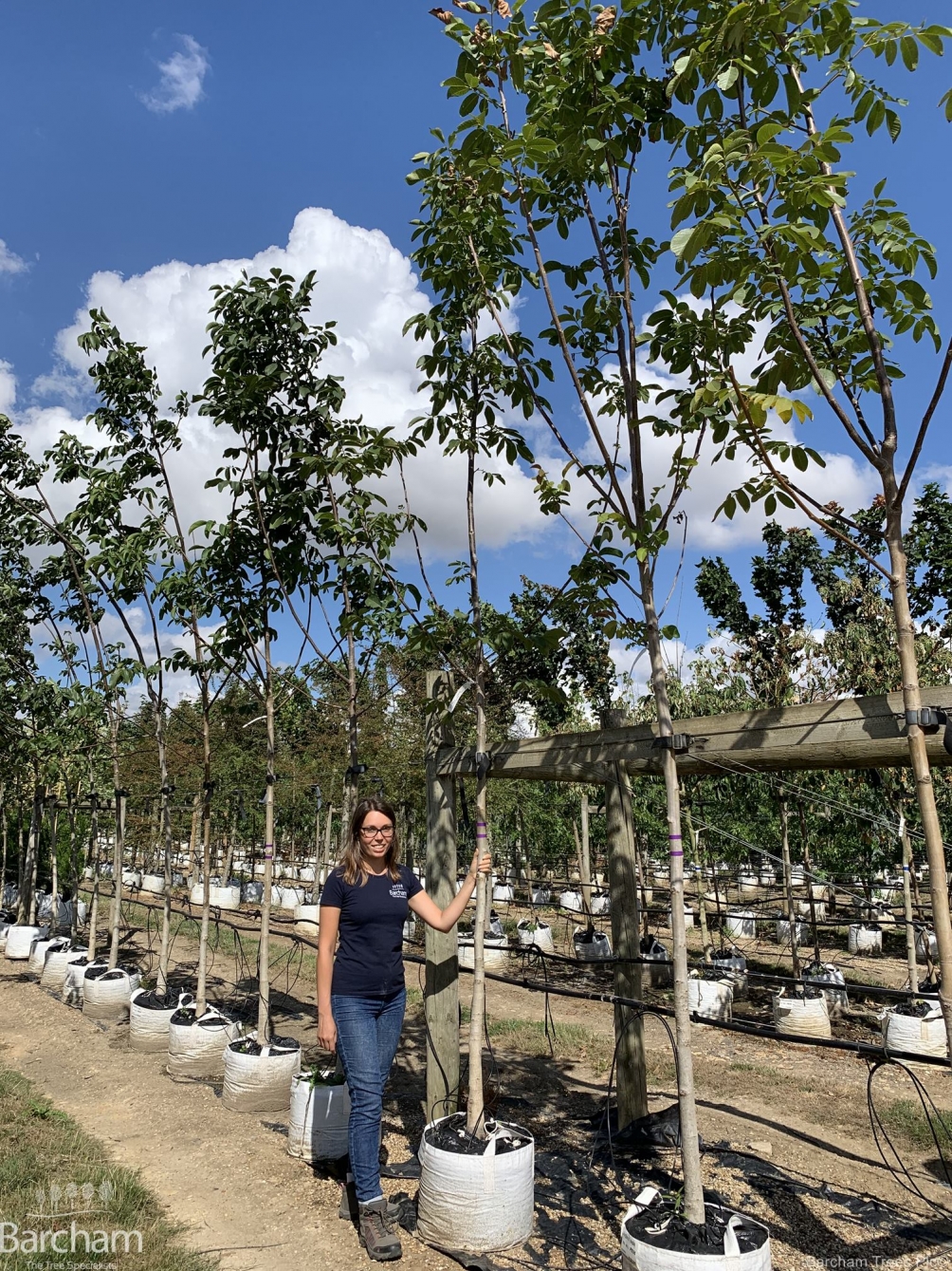 Juglans regia
