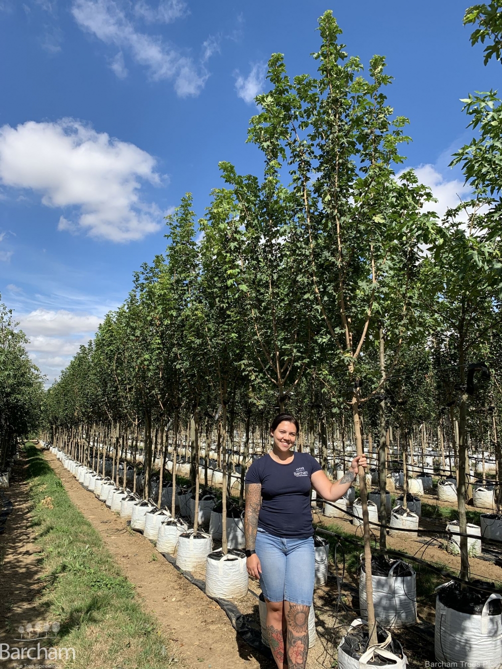 Acer campestre Arends