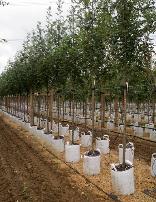 Row of Sorbus aucuparia Cardinal Royal on Barcham Trees nursery