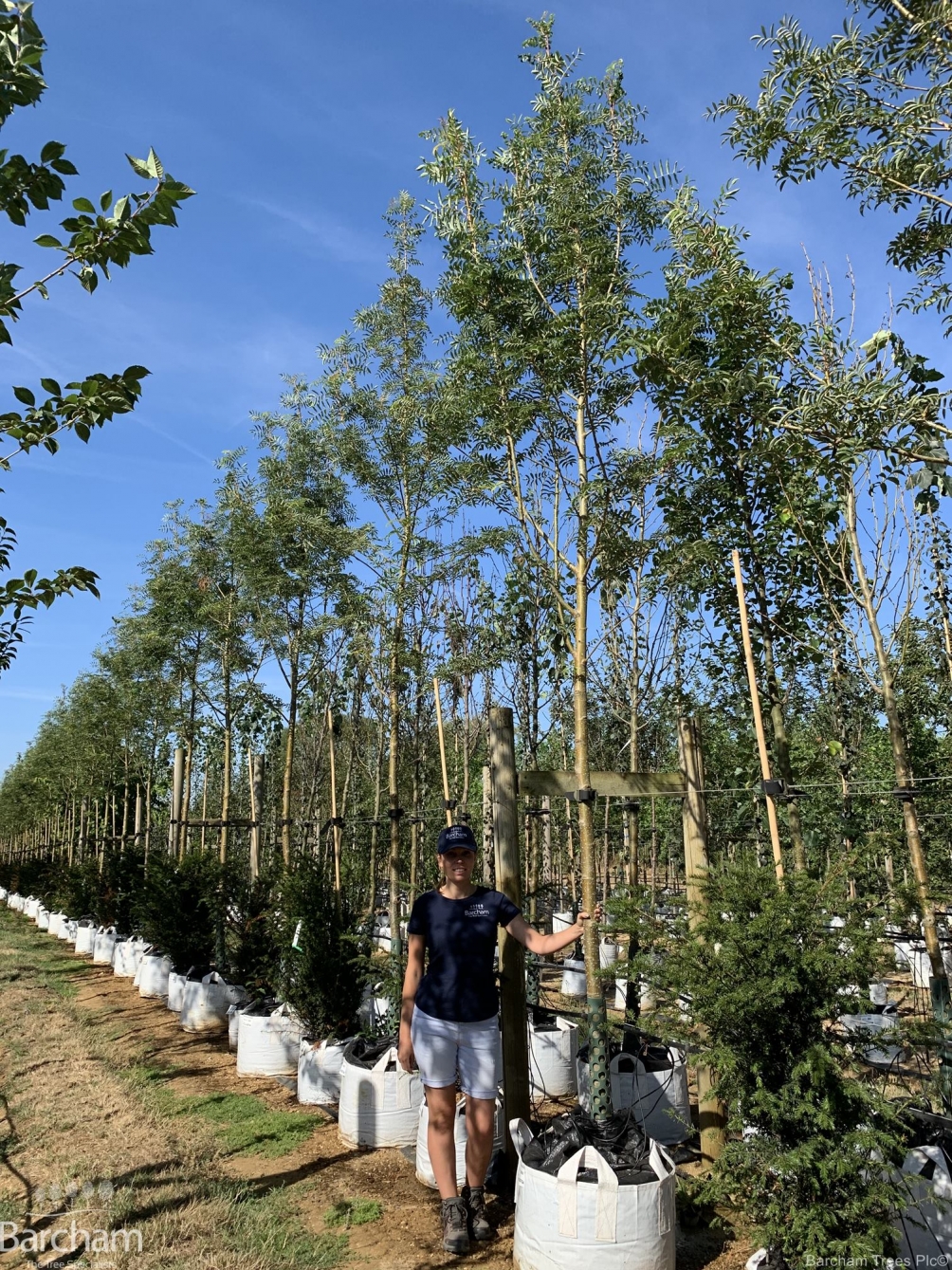 Sorbus commixta Embley