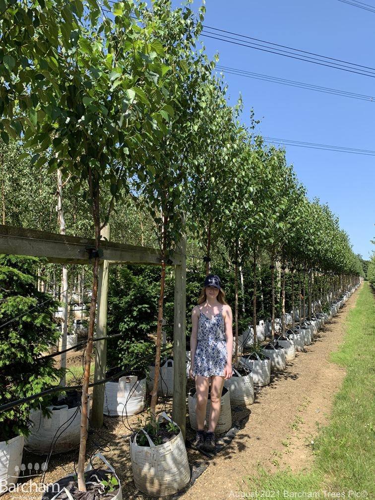Betula albosinensis Fascination