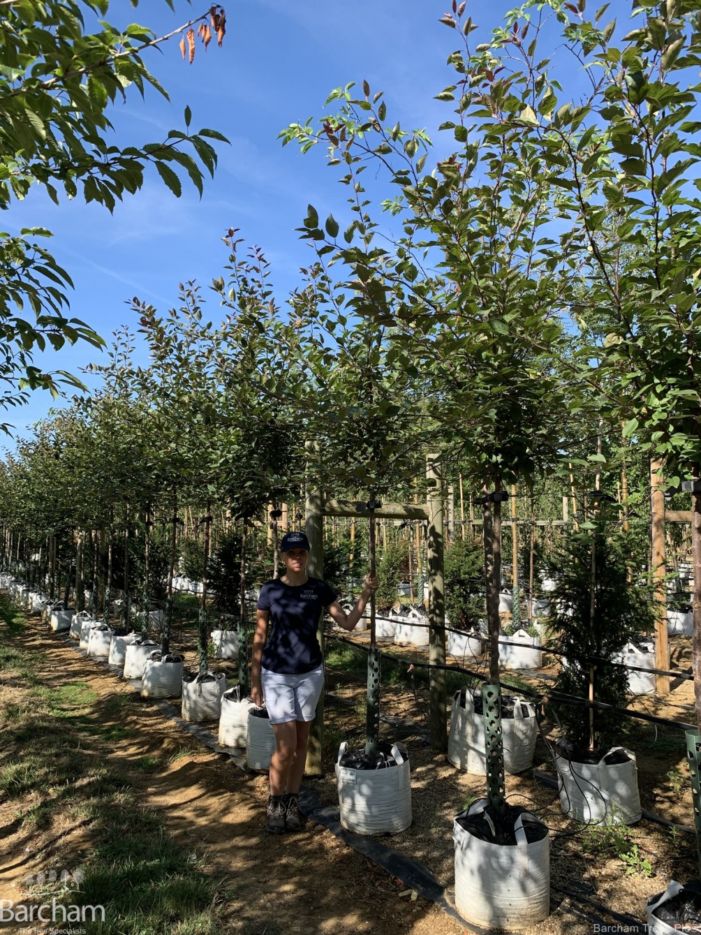 Malus Director Moerland